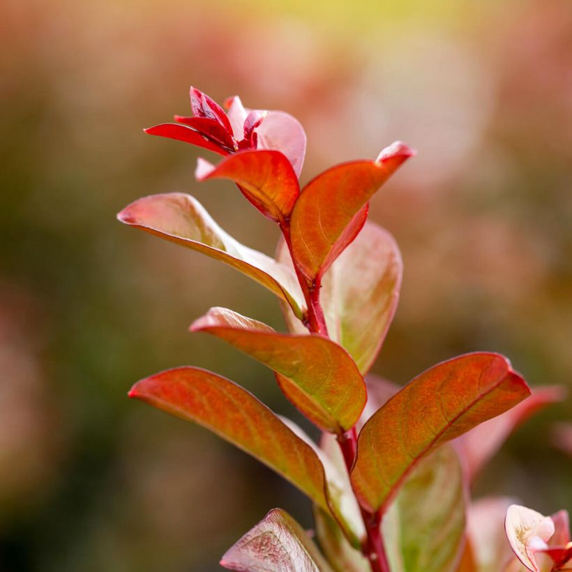 Chinesische Kräuselmyrte Ruffled Red Magic - Lagerstroemia (Laub)