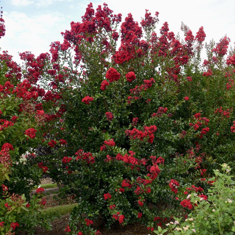 Chinesische Kräuselmyrte Ruffled Red Magic - Lagerstroemia (Wuchs)