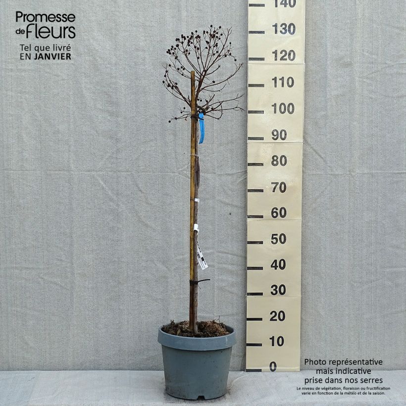 Exemplar von Chinesische Kräuselmyrte Berry Dazzle - Lagerstroemia Topf mit 7,5L/10L wie im Winter geliefert