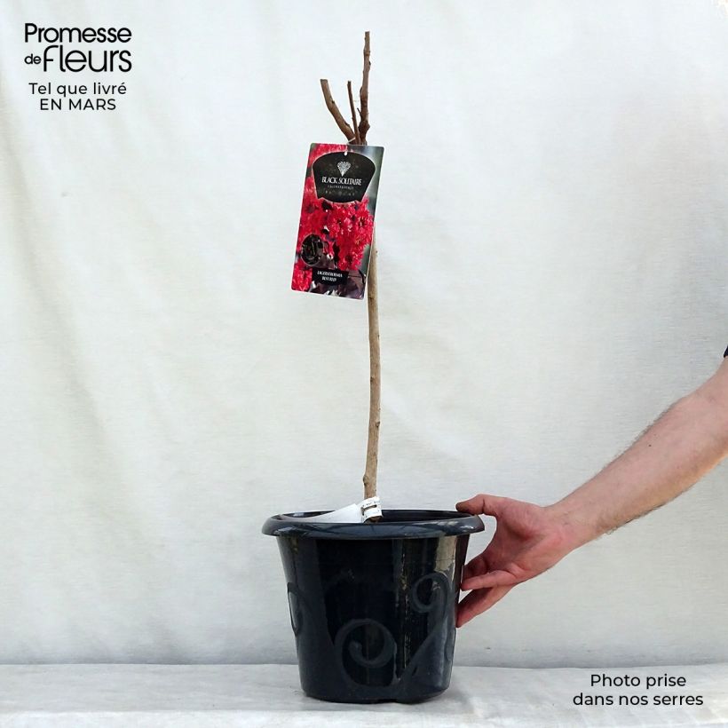 Exemplar von Chinesische Kräuselmyrte Black Solitaire Best Red - Lagerstroemia Topf mit 7,5L/10L wie im Winter geliefert