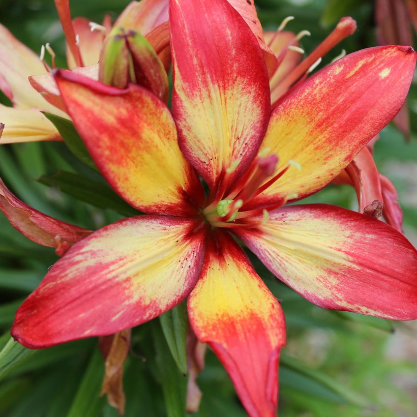 Asiatische Lilie Forever Linda - Lilium (Blüte)