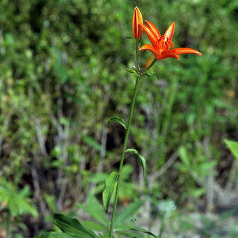 Lilie - Lilium tsingtauense (Hafen)