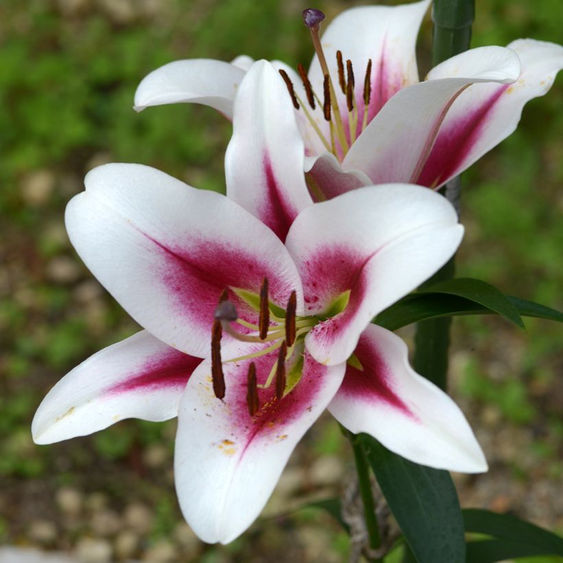 Orientalische Lilie Gaucho - Lilium (Blüte)