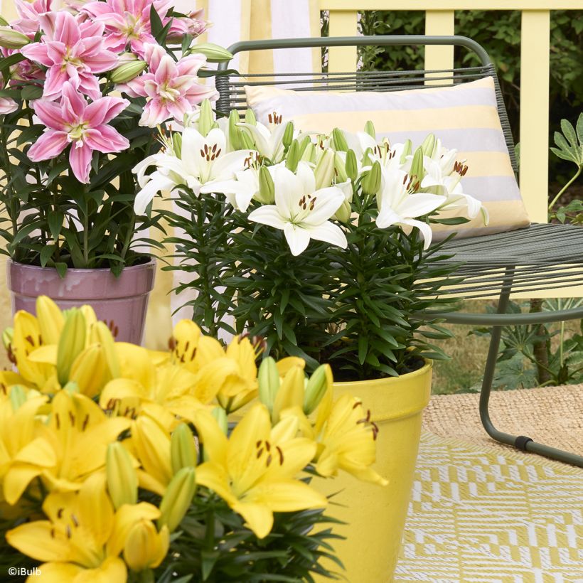 Asiatische Lilie Gwen - Lilium (Hafen)