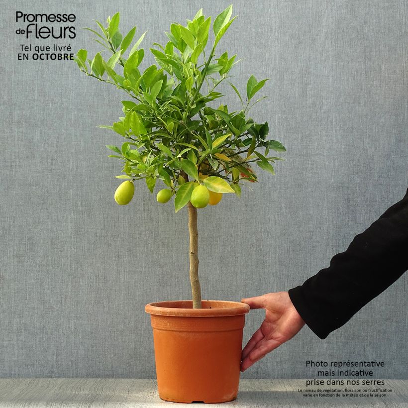 Exemplar von Limequat - Citrus floridana Topf mit 4L/5L, 1/4 Stängel wie im Herbst geliefert