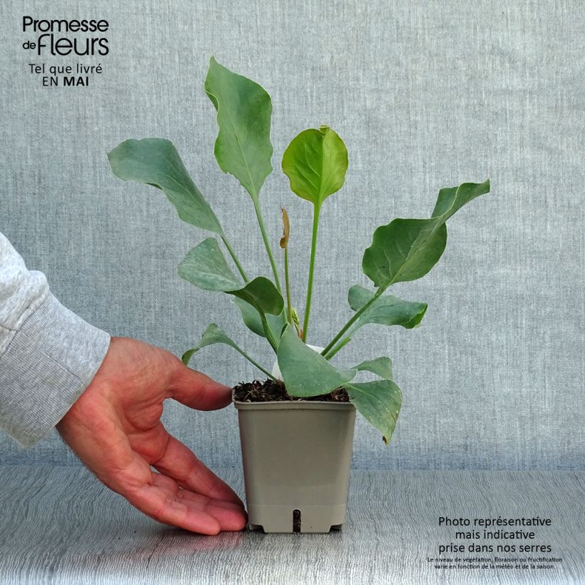 Exemplar von Limonium perezzi - Perez' Strandflieder Kleine Töpfe von 8/9 cm wie im Frühjahr geliefert