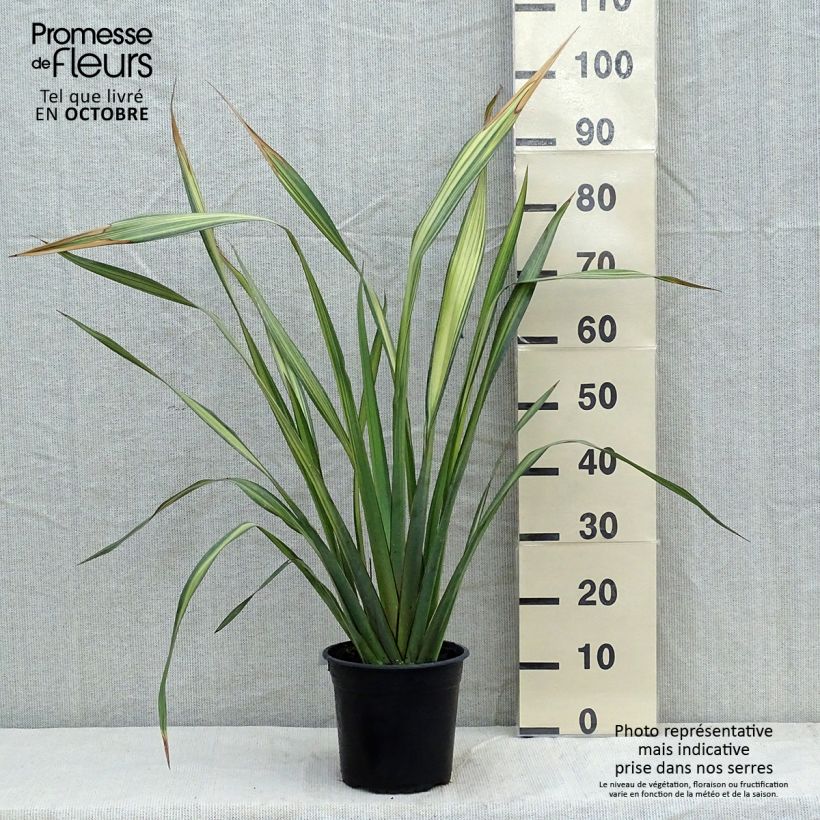 Exemplar von Phormium tenax Apricot Queen Topf mit 3L/4L wie im Herbst geliefert