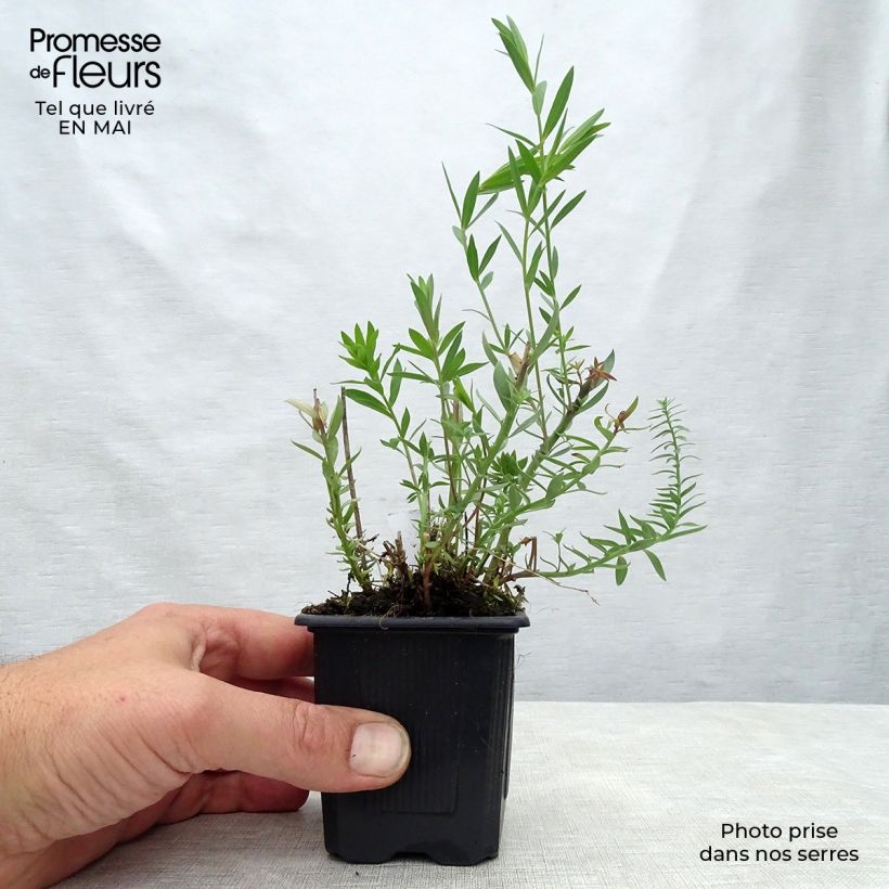 Exemplar von Purpur-Leinkraut Peachy - Linaria purpurea Kleine Töpfe von 8/9 cm wie im Frühjahr geliefert