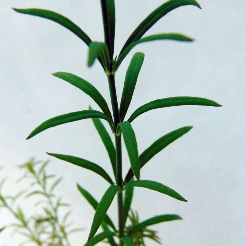 Leinkraut Antique Silver - Linaria anticaria (Laub)