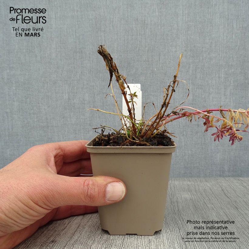 Exemplar von Purpur-Leinkraut Canon J. Went - Linaria purpurea Kleine Töpfe von 8/9 cm wie im Winter geliefert