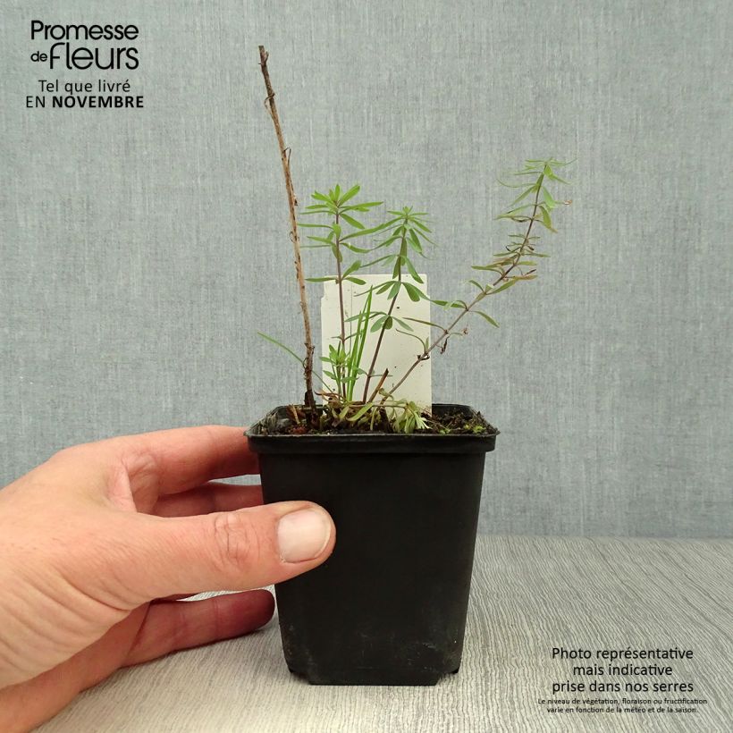 Exemplar von Purpur-Leinkraut - Linaria purpurea Kleine Töpfe von 8/9 cm wie im Herbst geliefert