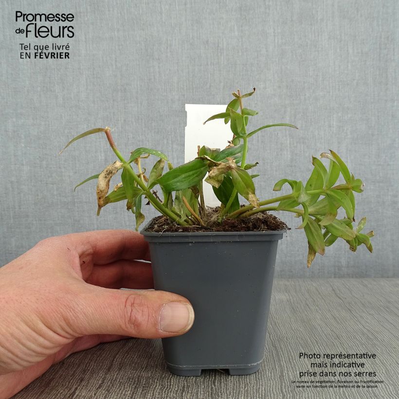 Exemplar von Iberisches Leinkraut - Linaria triornithophora Kleine Töpfe von 8/9 cm wie im Winter geliefert