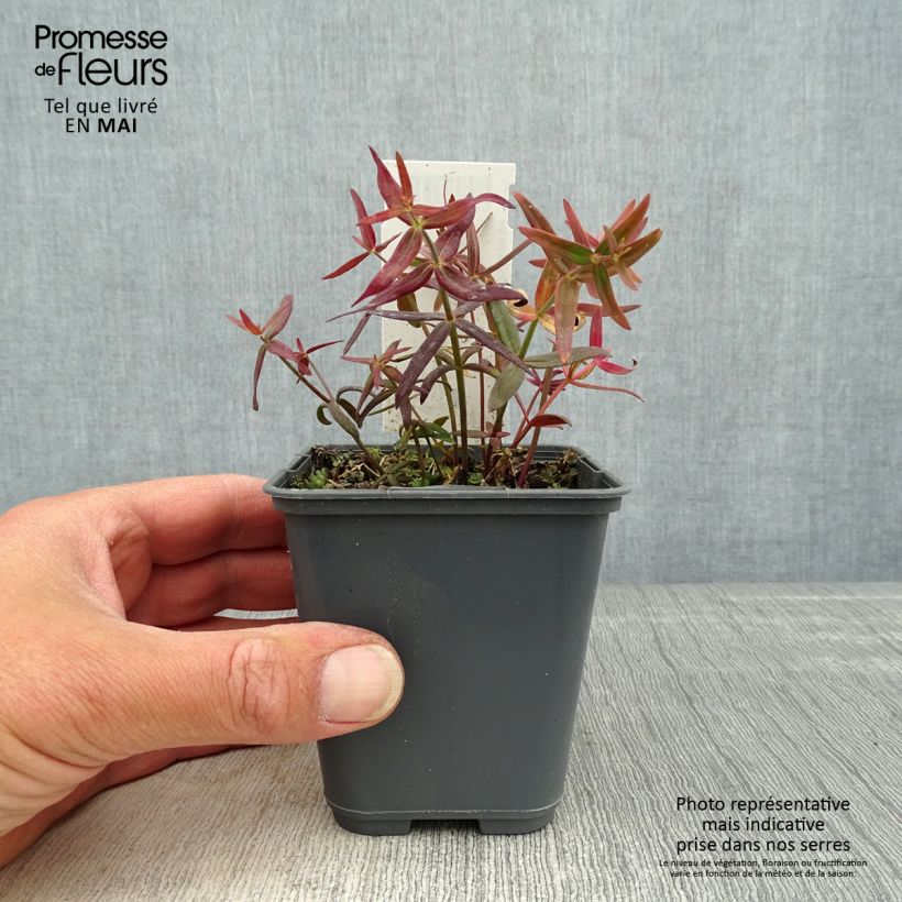 Exemplar von Iberisches Leinkraut - Linaria triornithophora Kleine Töpfe von 8/9 cm wie im Frühjahr geliefert