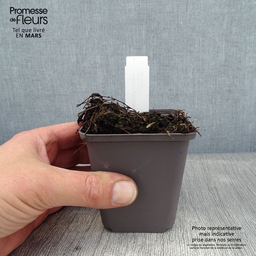 Exemplar von Lindernia grandiflora - Großblütiges Büchsenkraut Kleine Töpfe von 8/9 cm wie im Winter geliefert