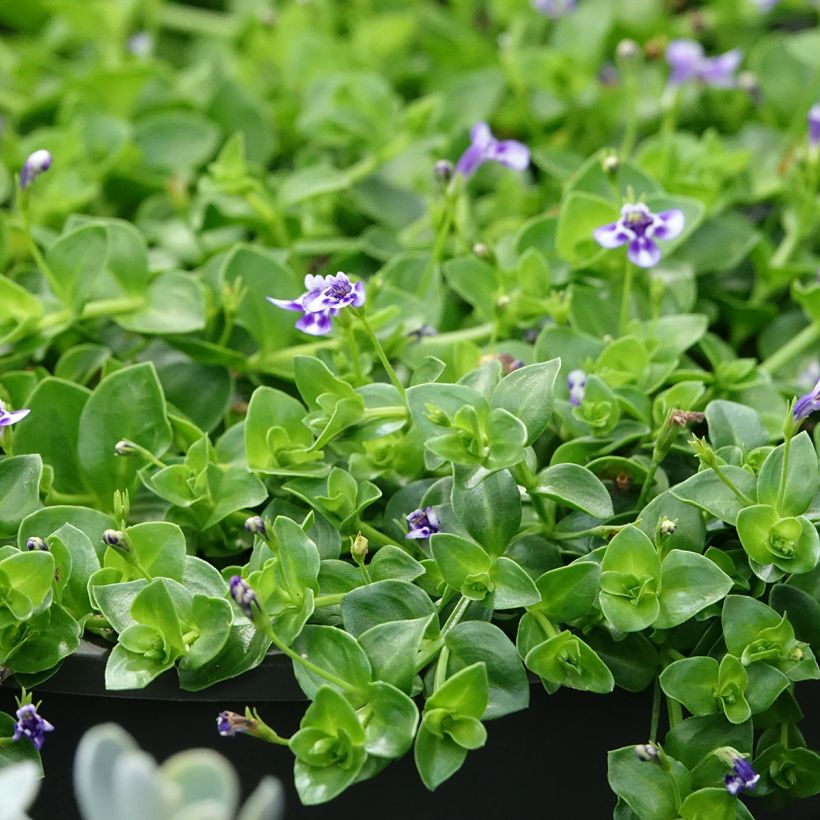 Lindernia grandiflora - Großblütiges Büchsenkraut (Laub)