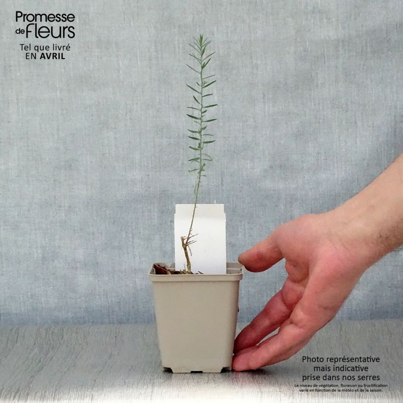 Exemplar von Stauden-Lein - Linum perenne Kleine Töpfe von 7/8 cm wie im Frühjahr geliefert