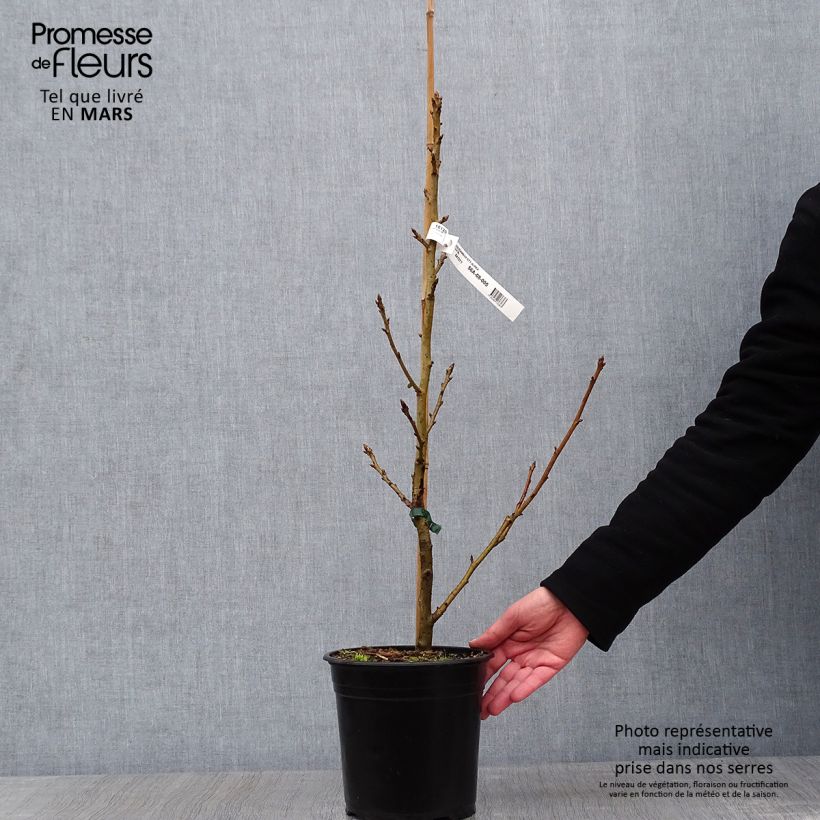 Exemplar von Liquidambar styraciflua Aurea - Amberbaum Topf mit 4L/5L wie im Winter geliefert