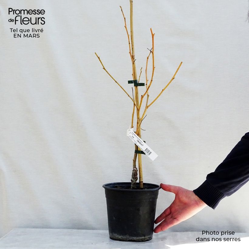 Exemplar von Liquidambar styraciflua Golden Sun - Amberbaum Topf mit 4L/5L wie im Frühjahr geliefert