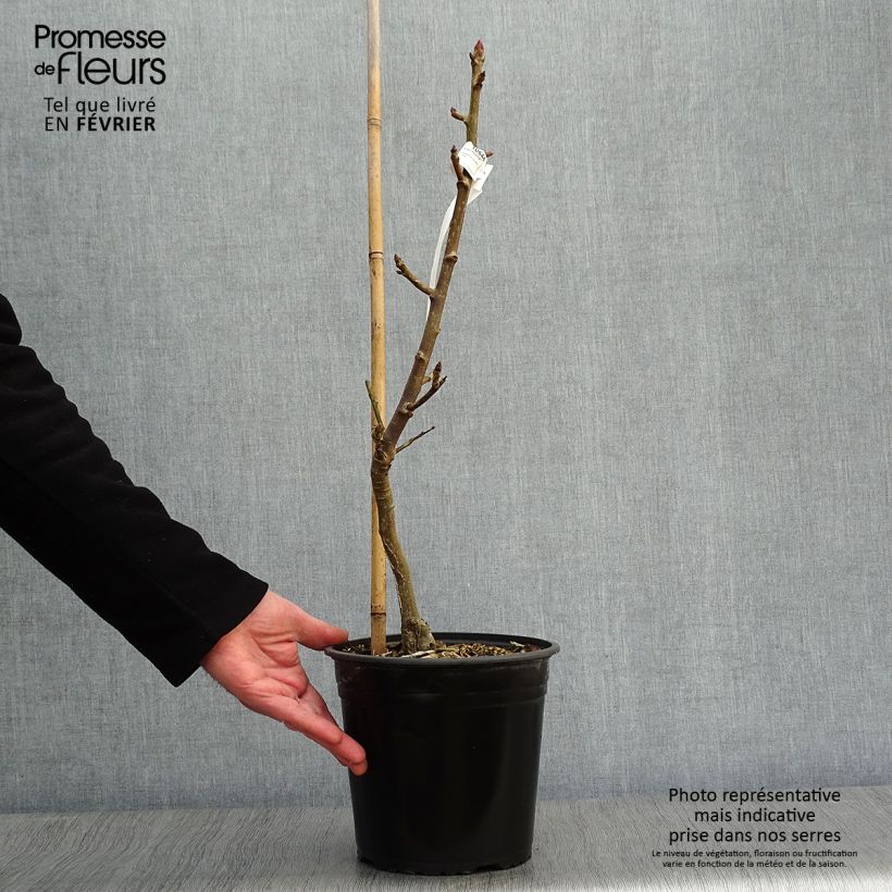 Exemplar von Liquidambar styraciflua Rotundiloba - Amberbaum Topf mit 4L/5L wie im Winter geliefert