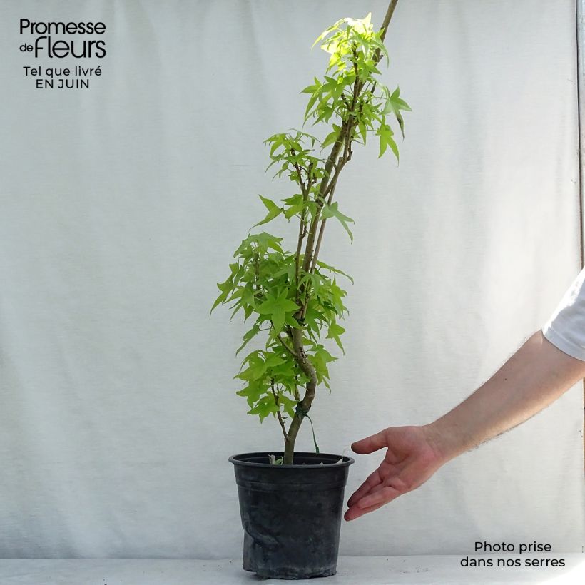 Exemplar von Liquidambar styraciflua Slender Silhouette - Amberbaum Topf mit 4L/5L wie im Sommer geliefert