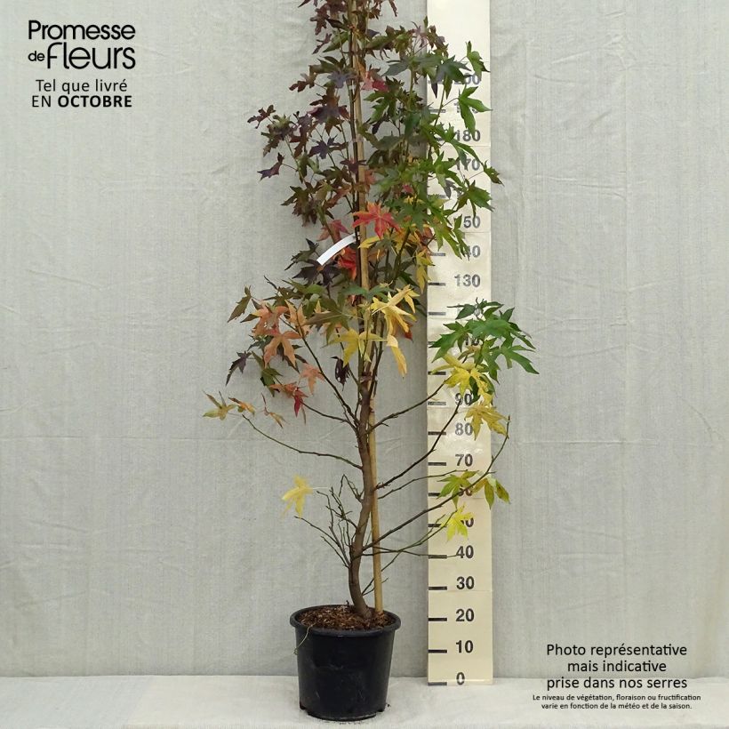 Exemplar von Liquidambar styraciflua Worplesdon - Amberbaum Topf mit 7,5L/10L wie im Herbst geliefert
