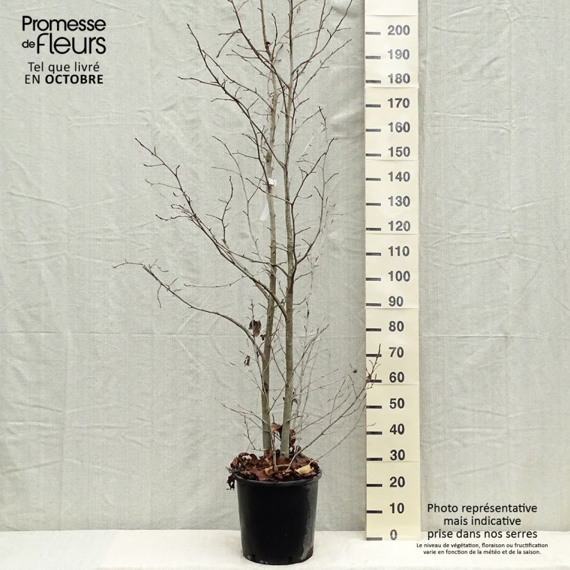 Exemplar von Liquidambar styraciflua - Amberbaum Topf mit 7,5L/10L wie im Herbst geliefert