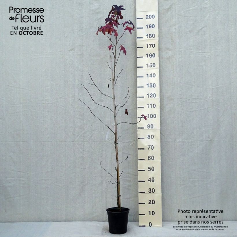 Exemplar von Liquidambar styraciflua - Amberbaum Topf mit 3L/4L wie im Herbst geliefert