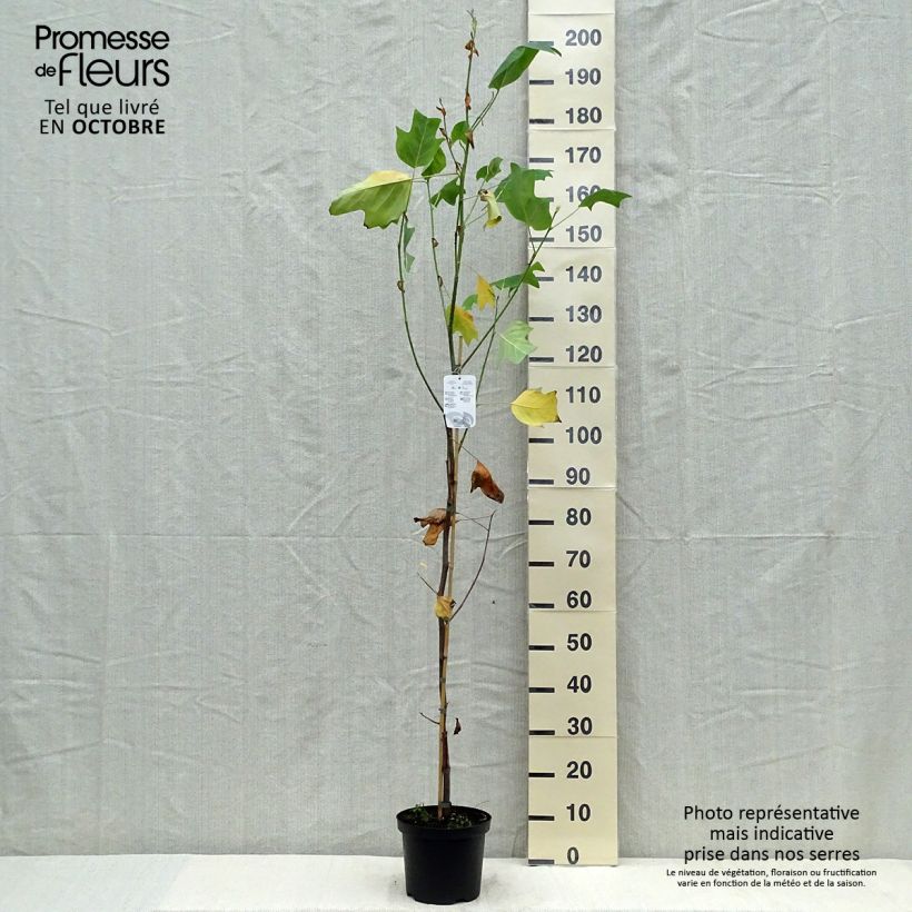Exemplar von Liriodendron tulipifera Aureomarginatum - Tulpenbaum Topf mit 3L/4L wie im Herbst geliefert