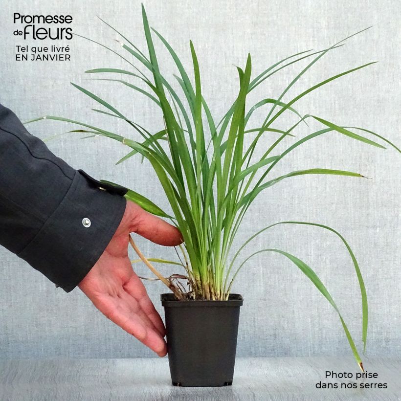 Exemplar von Liriope muscari Super Blue - Lilientraube Kleine Töpfe von 8/9 cm wie im Winter geliefert