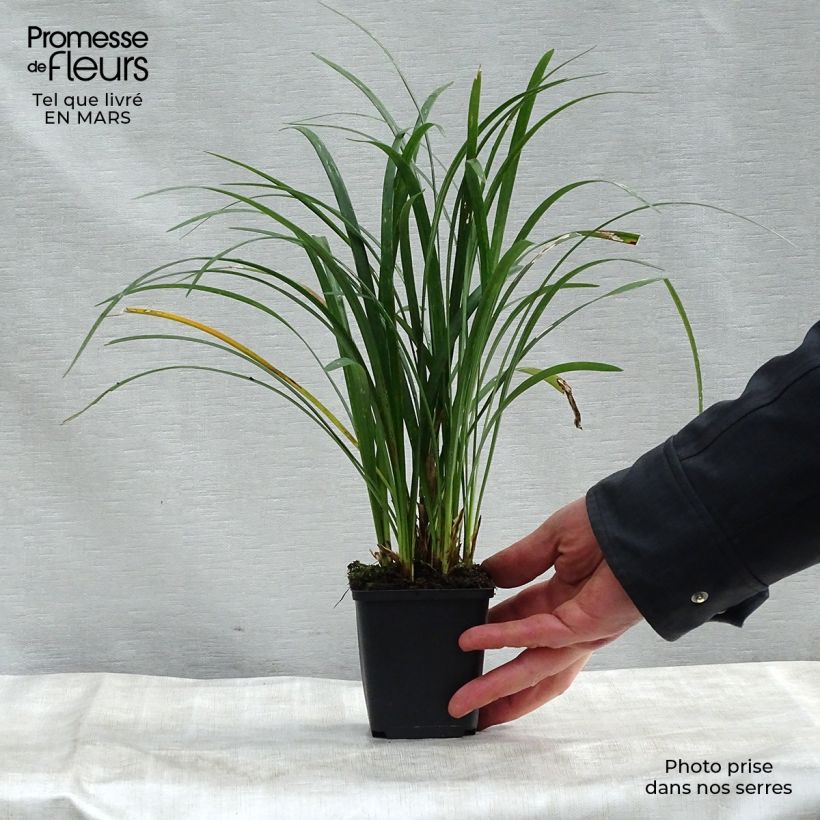 Exemplar von Liriope muscari Super Blue - Lilientraube Kleine Töpfe von 8/9 cm wie im Frühjahr geliefert