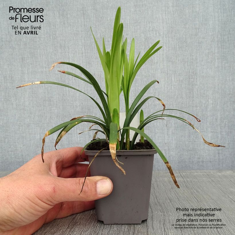 Exemplar von Liriope muscari Big Blue - Lilientraube Kleine Töpfe von 8/9 cm wie im Frühjahr geliefert