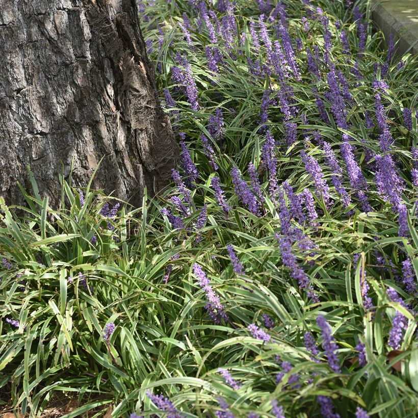 Liriope muscari Big Blue - Lilientraube (Hafen)