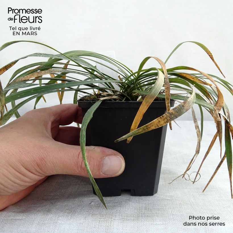 Exemplar von Liriope muscari Ingwersen - Lilientraube Kleine Töpfe von 8/9 cm wie im Frühjahr geliefert