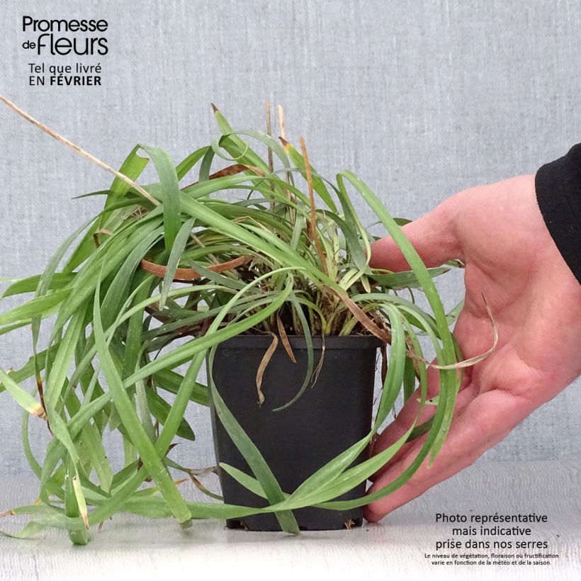 Exemplar von Liriope muscari Lilac Wonder - Lilientraube Kleine Töpfe von 8/9 cm wie im Winter geliefert