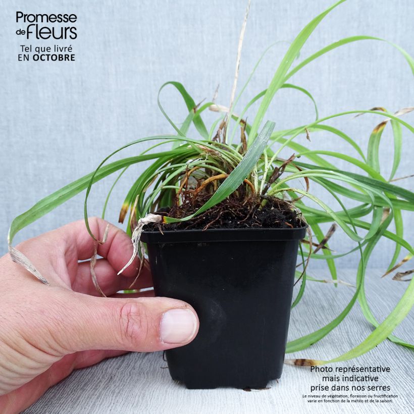 Exemplar von Liriope muscari Lilac Wonder - Lilientraube Kleine Töpfe von 8/9 cm wie im Herbst geliefert