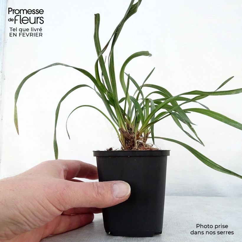 Exemplar von Liriope muscari Majestic - Lilientraube Kleine Töpfe von 8/9 cm wie im Winter geliefert