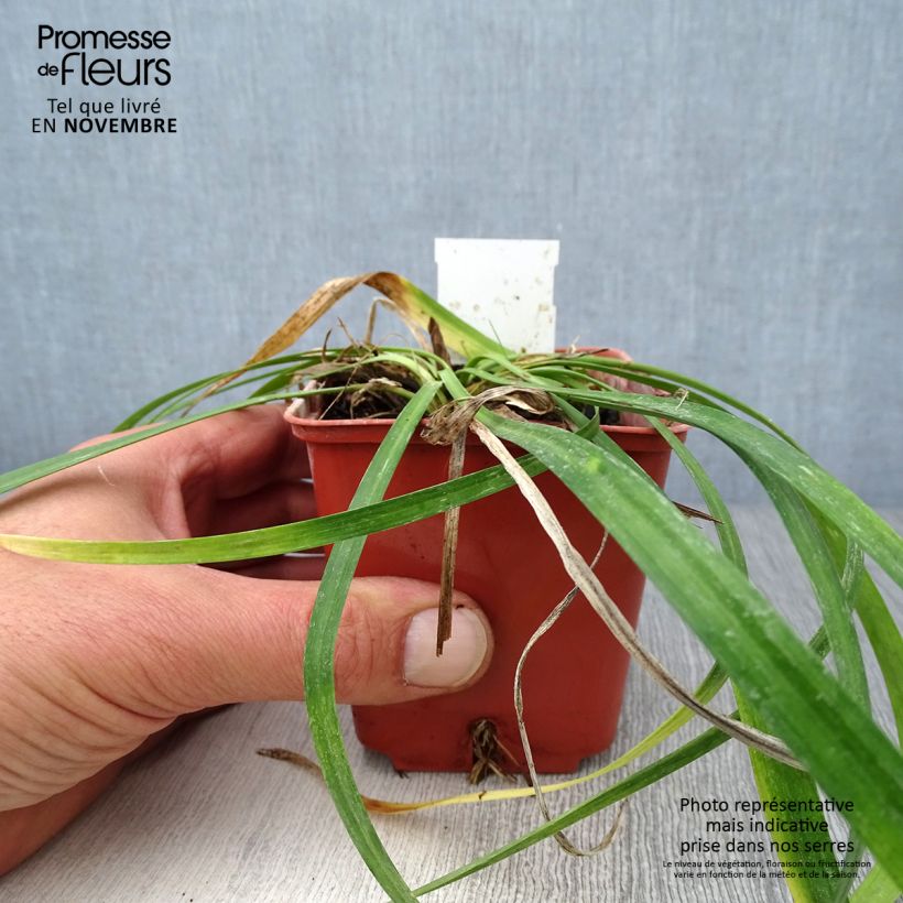 Exemplar von Liriope muscari Monroe White - Lilientraube Kleine Töpfe von 8/9 cm wie im Herbst geliefert