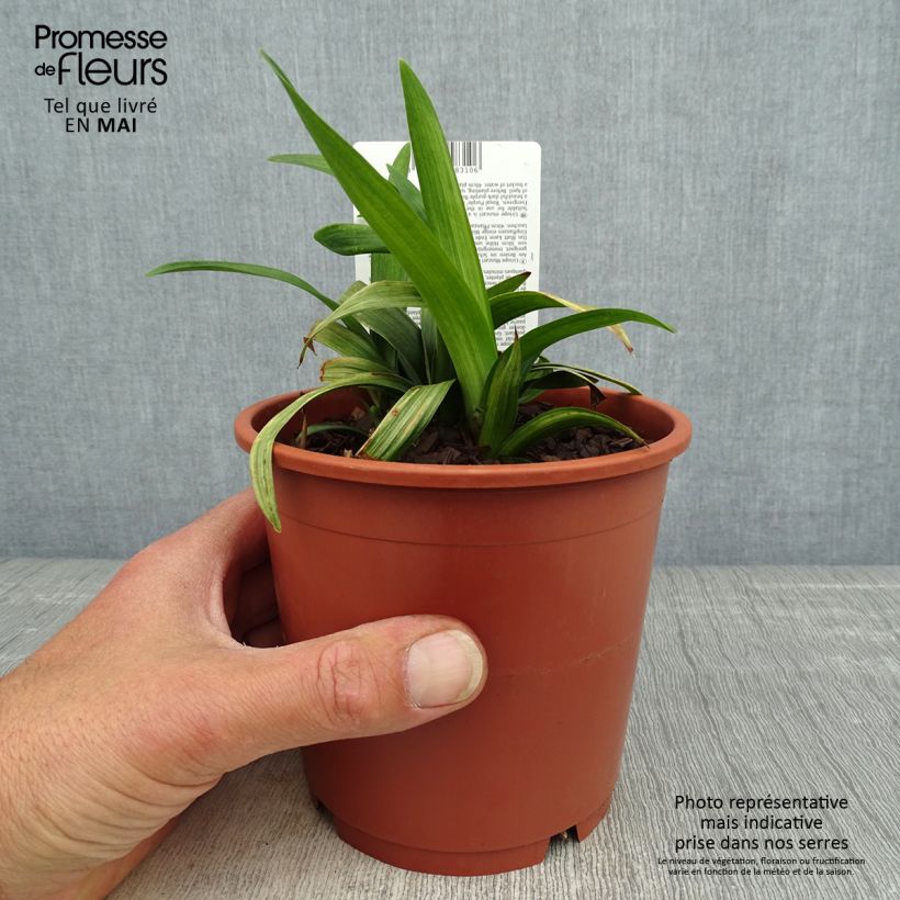 Exemplar von Liriope muscari Royal Purple - Lilientraube Topf mit 1L/1,5L wie im Frühjahr geliefert