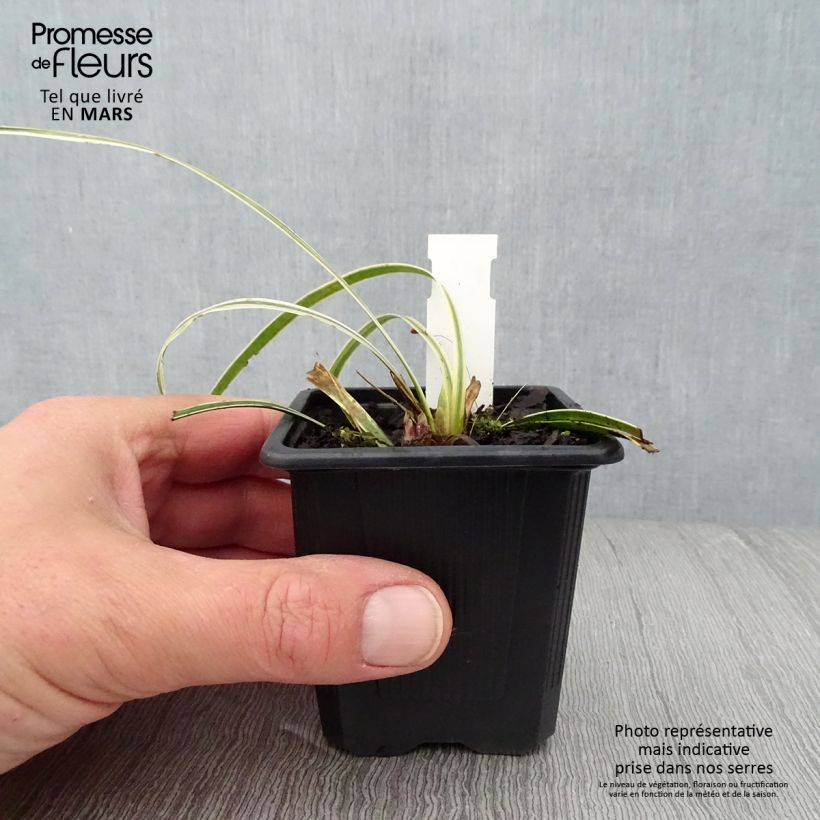 Exemplar von Liriope muscari Silvery Sunproof - Lilientraube Kleine Töpfe von 8/9 cm wie im Frühjahr geliefert