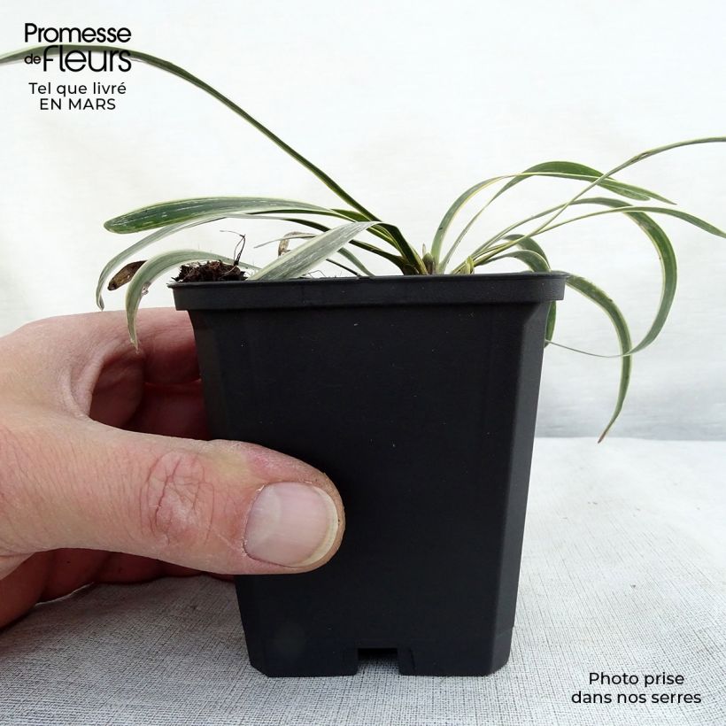 Exemplar von Liriope muscari Variegata - Lilientraube Kleine Töpfe von 8/9 cm wie im Winter geliefert