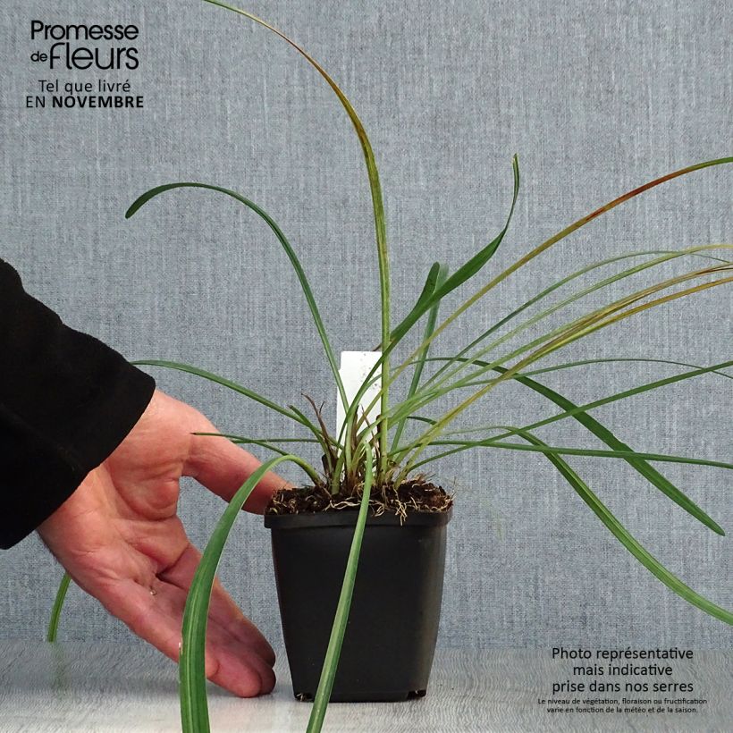 Exemplar von Liriope muscari - Lilientraube Kleine Töpfe von 8/9 cm wie im Herbst geliefert