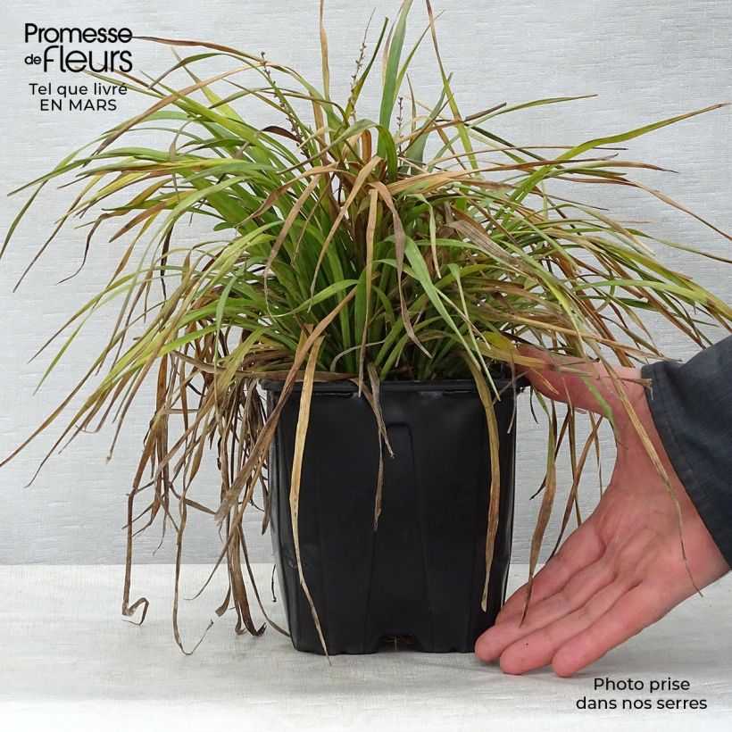 Exemplar von Liriope muscari - Lilientraube Topf mit 2L/3L wie im Frühjahr geliefert