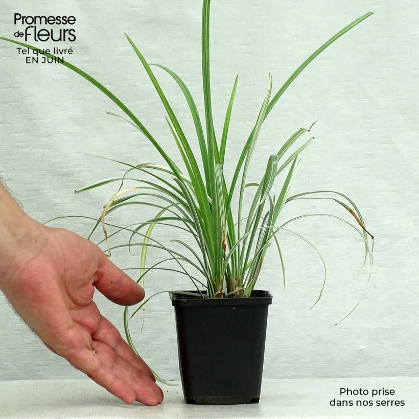Exemplar von Liriope spicata Silver Dragon - Lilientraube Kleine Töpfe von 8/9 cm wie im Sommer geliefert