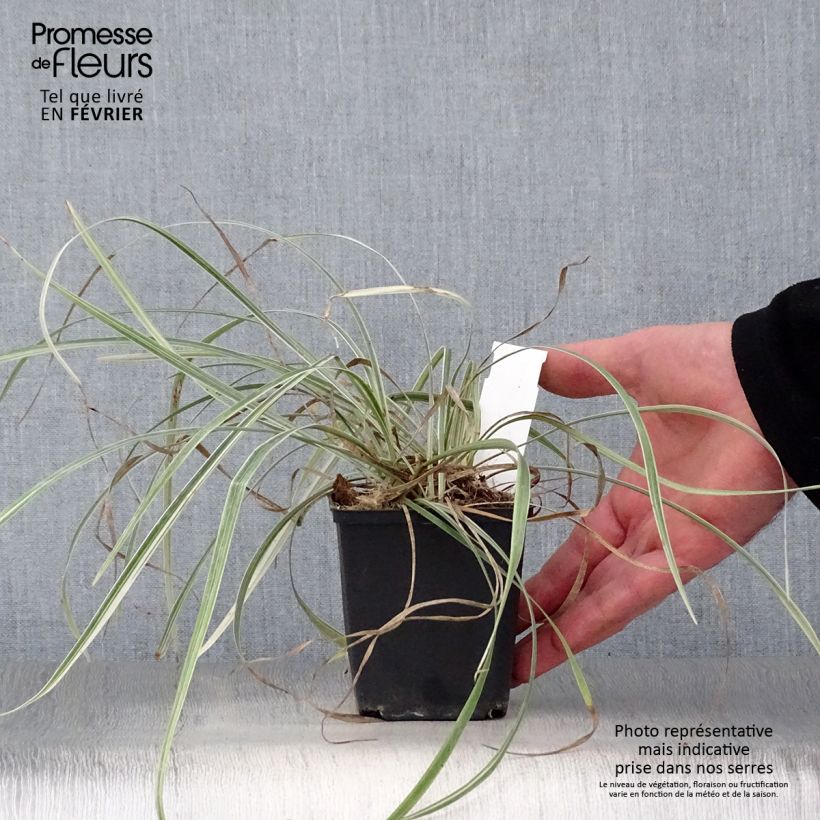 Exemplar von Liriope spicata Silver Dragon - Lilientraube Kleine Töpfe von 8/9 cm wie im Winter geliefert