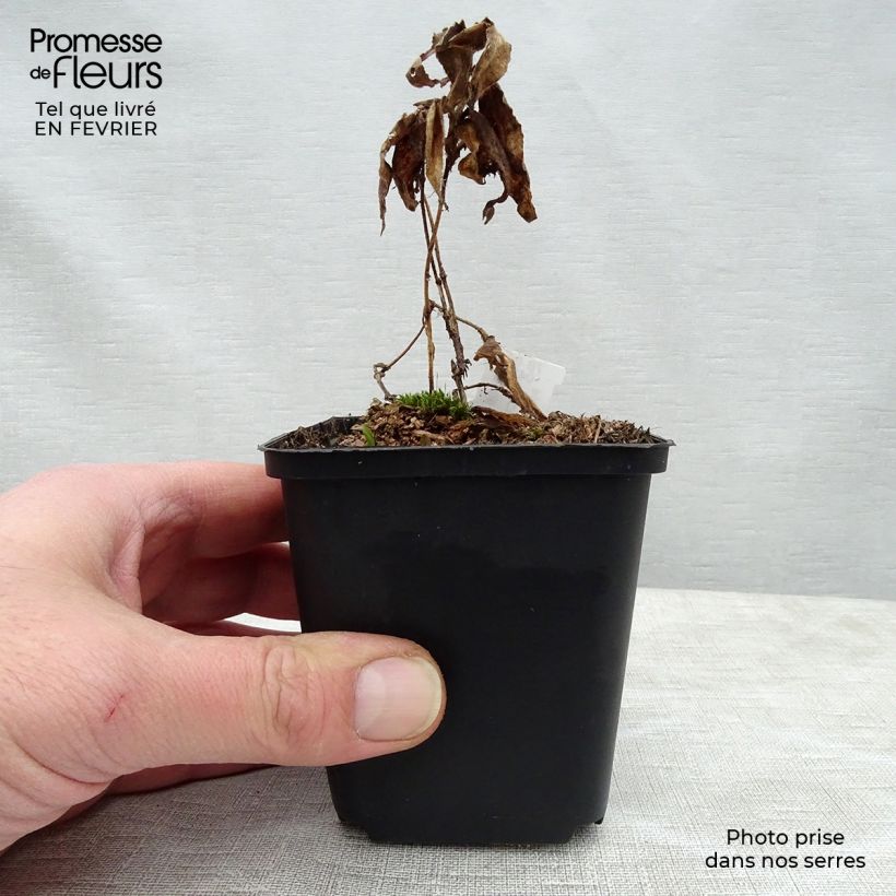 Exemplar&#x20;von&#x20;Tricyrtis&#x20;hirta&#x20;Miyazaki&#x20;-&#x20;Kr&#xF6;tenlilie&#x20;Kleine&#x20;T&#xF6;pfe&#x20;von&#x20;8&#x2F;9&#x20;cm&#x20;wie&#x20;im&#x20;Winter&#x20;geliefert