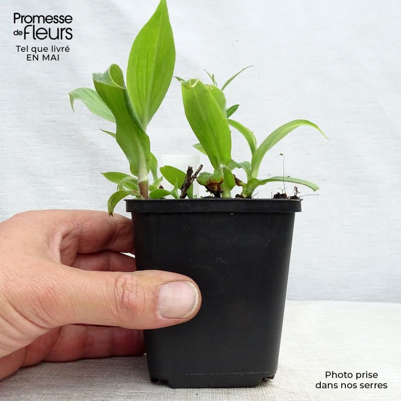 Exemplar von Tricyrtis hirta Miyazaki - Krötenlilie Kleine Töpfe von 8/9 cm wie im Frühjahr geliefert