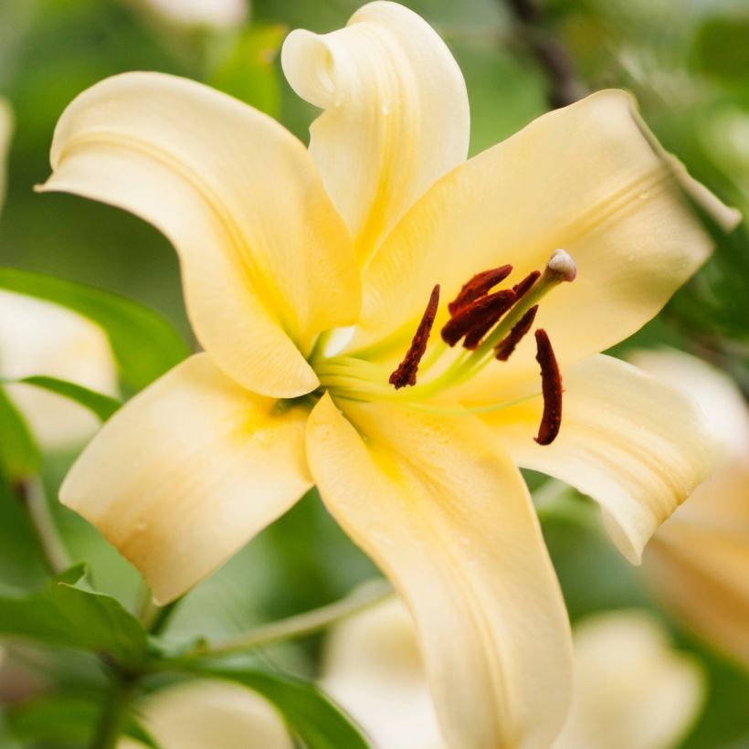 Orientalische Lilie Honeymoon - Lilium (Blüte)