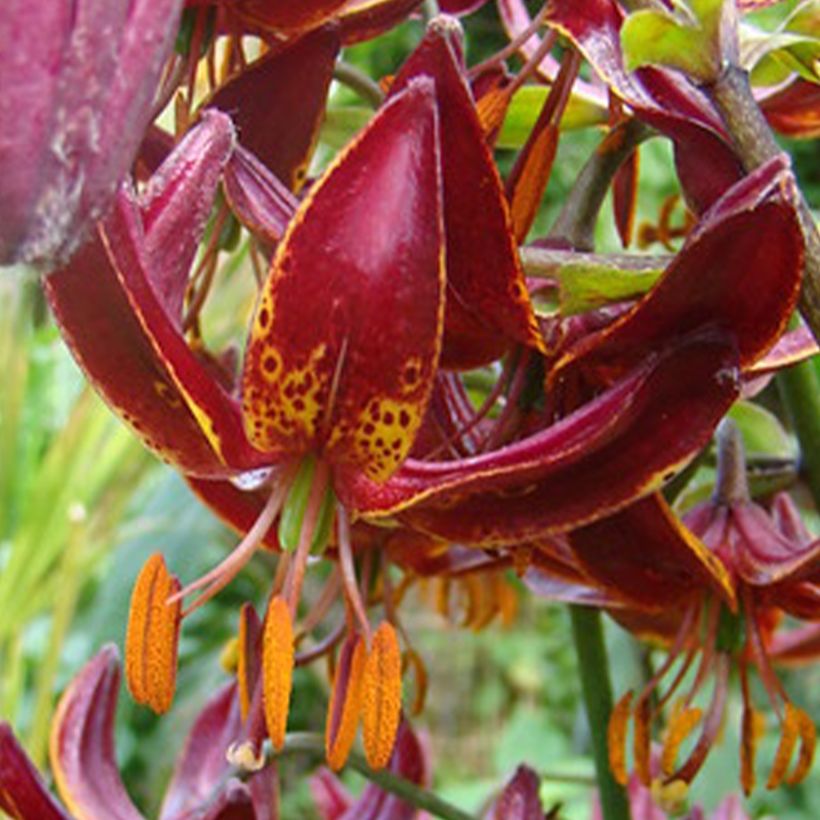 Türkenbund-Lilie Claude Shride - Lilium martagon (Blüte)