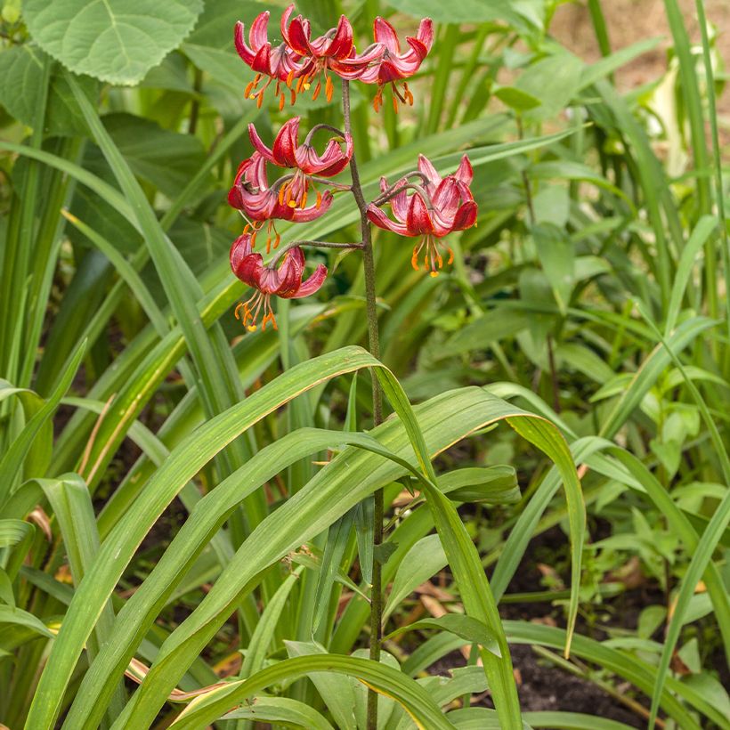 Türkenbund-Lilie Claude Shride - Lilium martagon (Hafen)