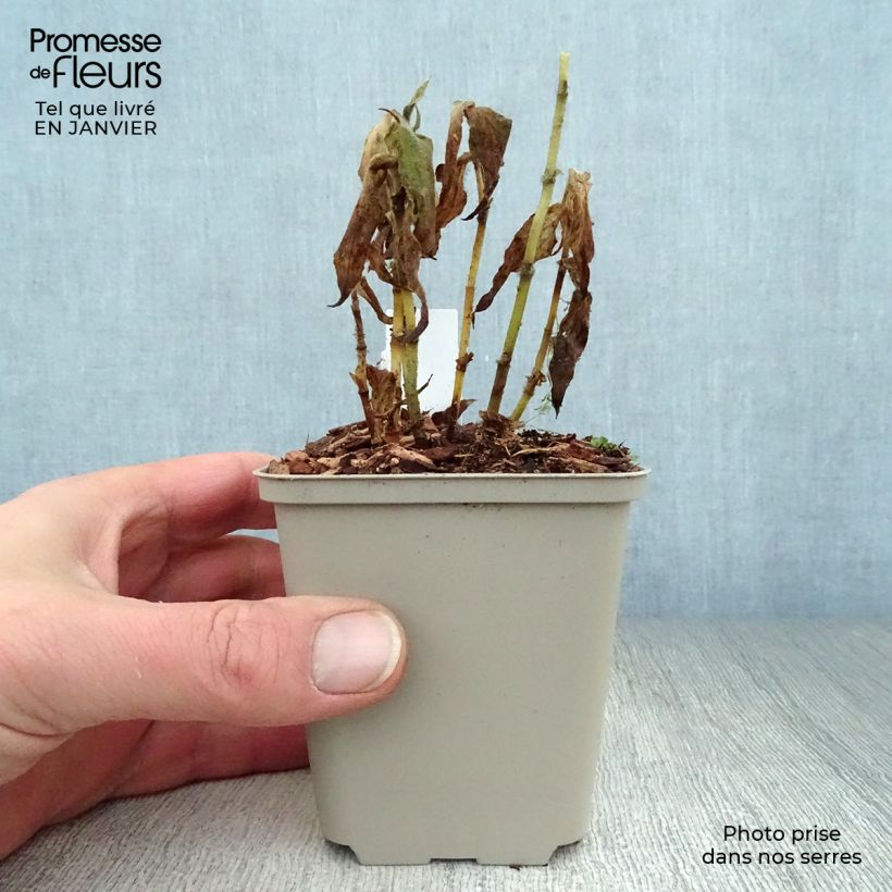 Exemplar von Tricyrtis formosana - Krötenlilie Kleine Töpfe von 8/9 cm wie im Winter geliefert